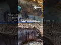 Nascimento raro de hipopótamo-pigmeu encanta zoológico de Berlim. 📲 #RecordNews #Notícias #Shorts