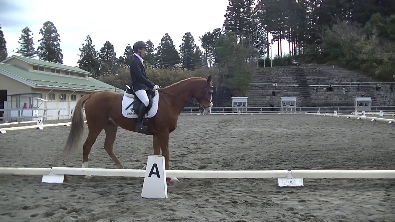 第5回関東学生馬術男子競技大会 男子馬場馬術競技 ドリームチェイサー 石川侑真 Youtube