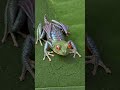 Frog Becomes a Dragon in Seconds 🐸➡️🐉 (Epic Transformation Scene) | AI Fantasy Short