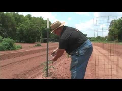 Big Tomato Cages - Growing a Vegetable Garden