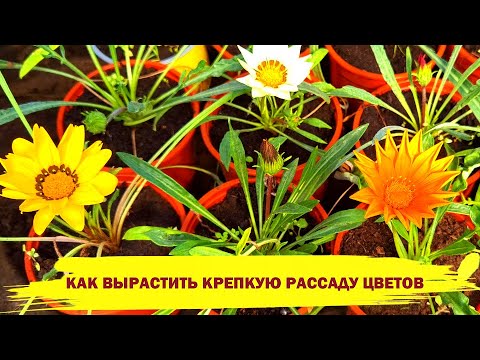 Выращивание цветов в домашних условиях из семян