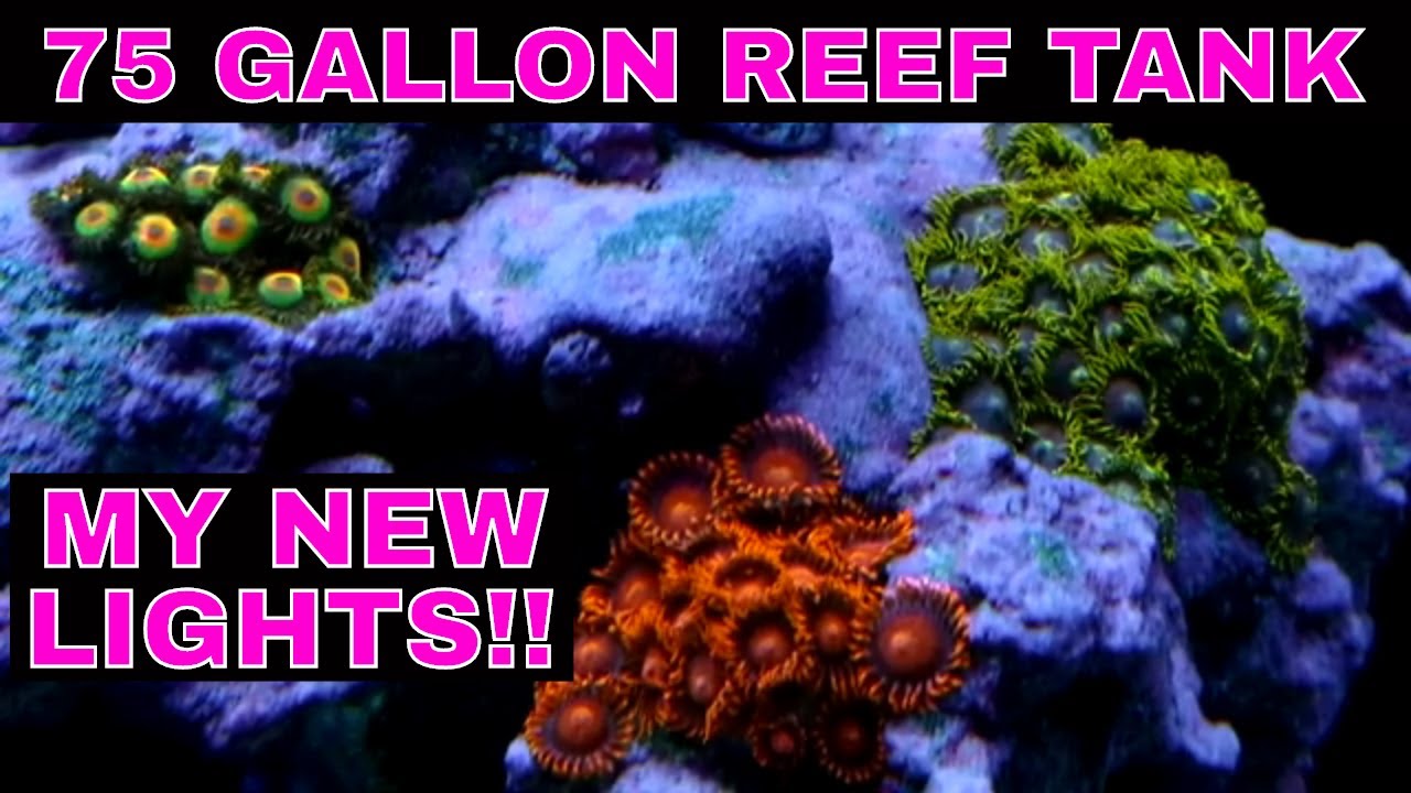 led lighting for 75 gallon reef tank