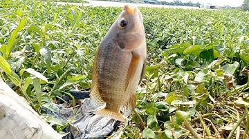 Câu cá thiên nhiên//cá rô phi cá mè vinh cá dảnh dính thấy mê