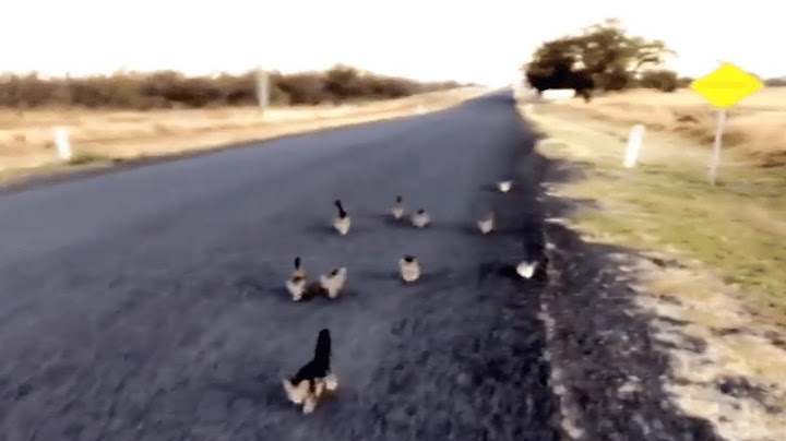 “Please Help Us!” A Flock of Stray Kittens Ran After the Girl for Several Kilometers