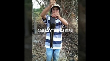câu cá cà mau