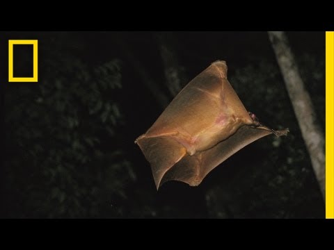 It&rsquo;s a Bird, It&rsquo;s a Plane ... It&rsquo;s a Colugo? | Nat Geo Live