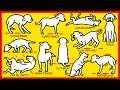 Dogs Language Explained!