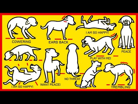 Video: How To Understand Your Pet?