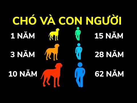 Video: Chó ở độ Tuổi Nào được Coi Là Già