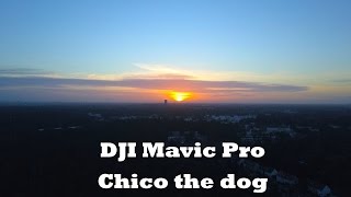 Dji Mavic Pro Sunrise with Chico the dog in Berlin