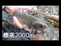 北アルプス大冒険④ やたら釣れるから水中カメラで撮ってみた#4 Tenkara Ladies Fishing in the Mountain Streams of Japan