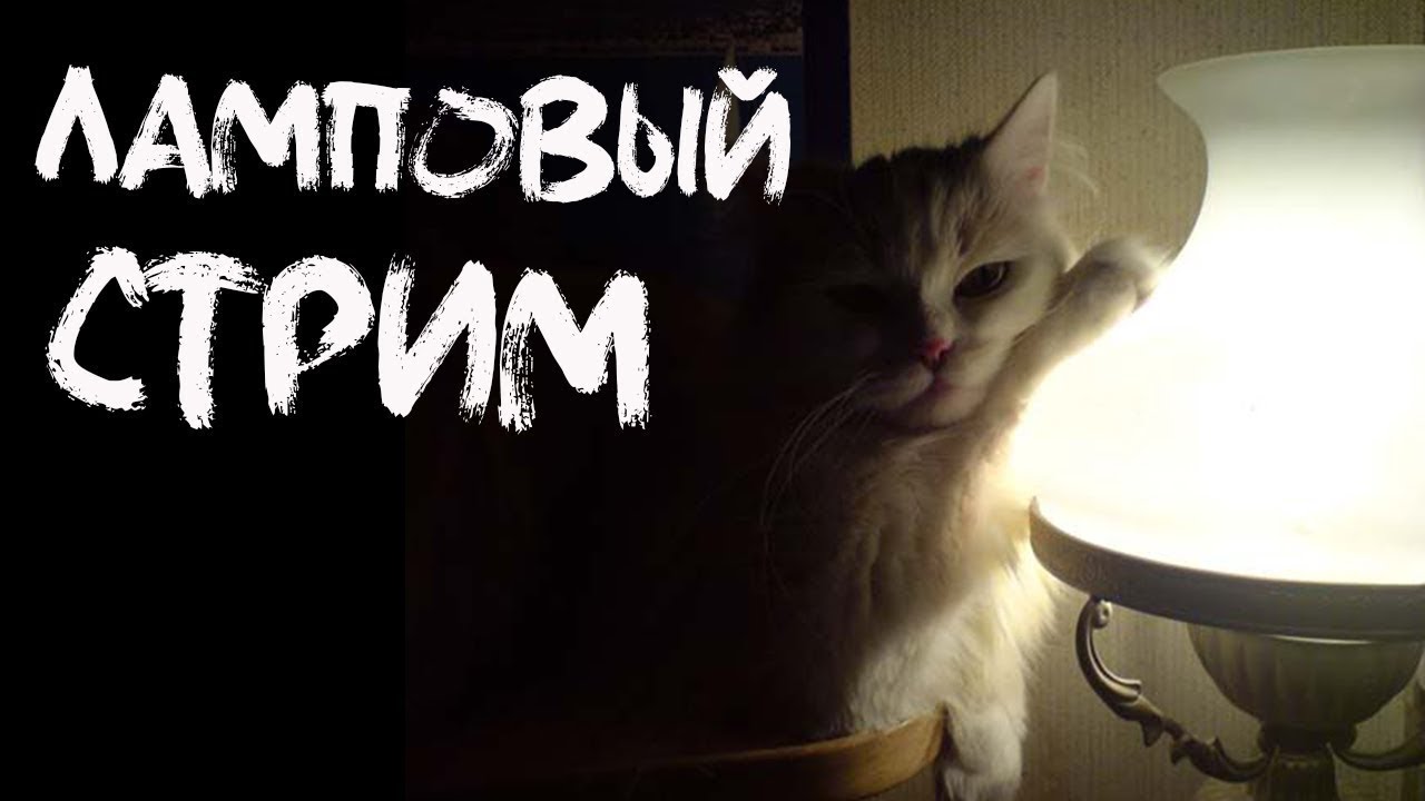 Ворлд бегемот кот картинки