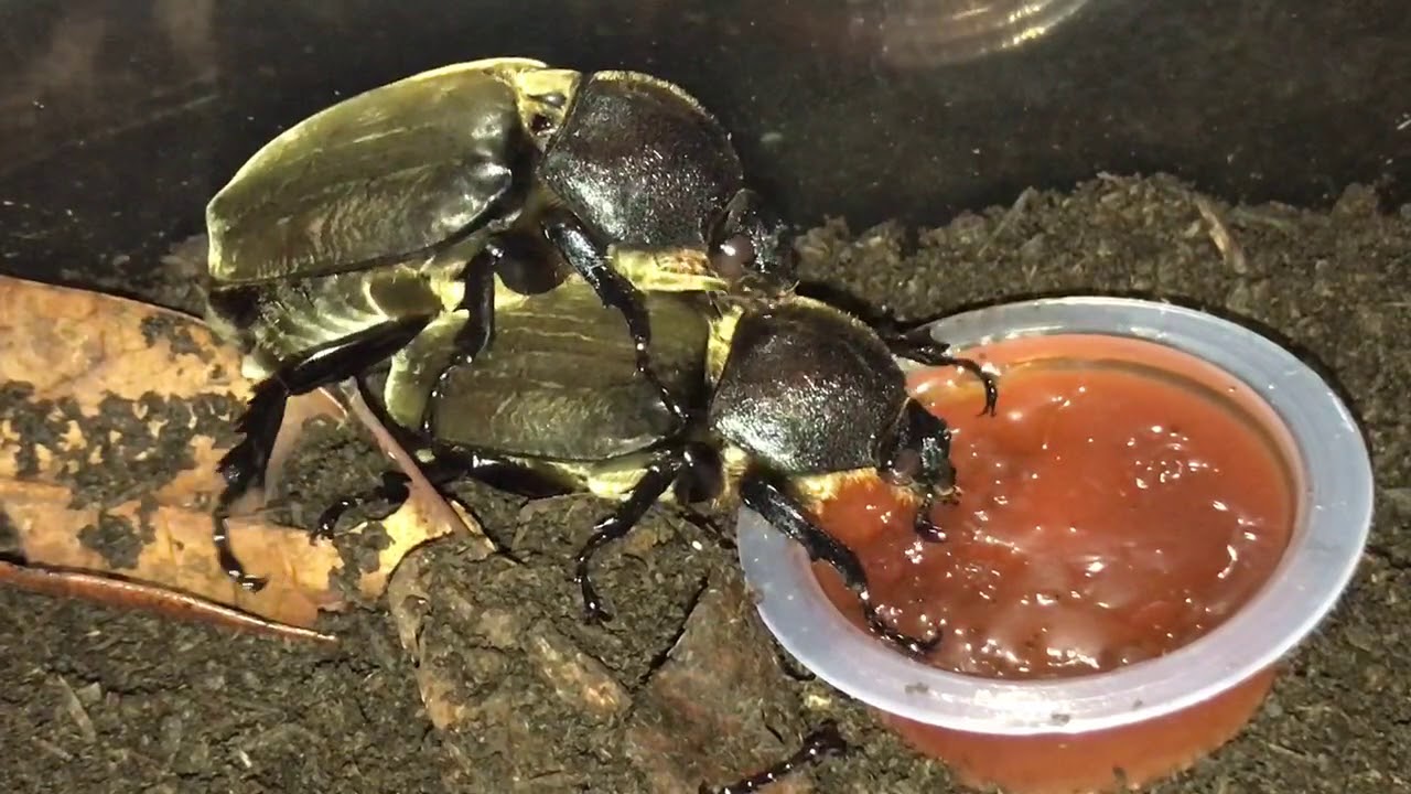 カブトムシ メス同士の交尾 Youtube