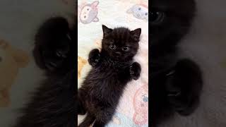 Cute Cat Compilation 😺 | Wholesome Cat Moments #shorts
