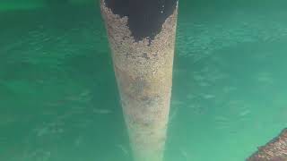 GoPro Under Water Filming 1000s of Fish