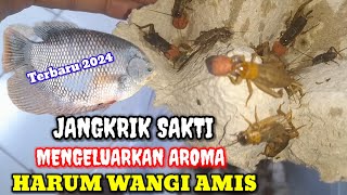 UMPAN SAKTI GURAME, BAWAL, PATIN, MEDIA JANGKRIK | 1 UMPAN SEMUA IKAN MAKAN