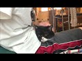 猫にべったりな飼い主
