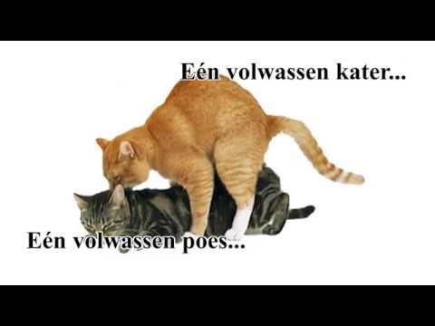 Video: Kattendieet: Hoe U Uw Kat Kunt Helpen Om Af Te Vallen?
