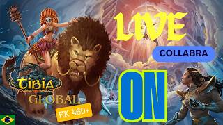 TIBIA LIVE EK 480 COLLABRA GLOBAL