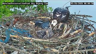 05:51 AM Live Fish Flops and Thrashes Around the Osprey Nest During Feeding! 🦅🐟