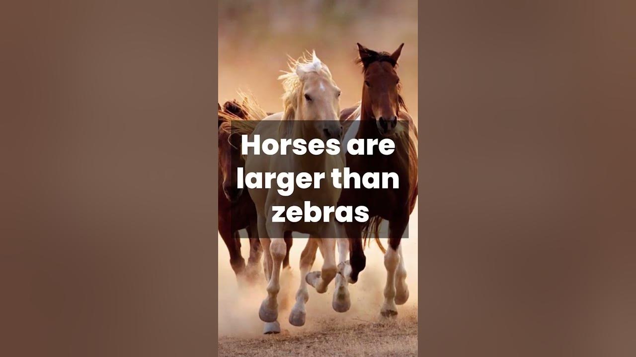 Horse vs Zebra real fight who will win the battle YouTube