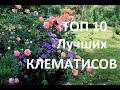 ТОП 10 ЛУЧШИХ СОРТОВ КЛЕМАТИСОВ для ВАШЕГО САДА.