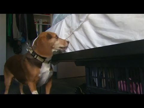 canine-control:-trained-dog-sniffs-out-bed-bugs-in-dorms