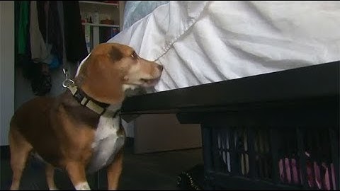 Canine control: Trained dog sniffs out bed bugs in dorms