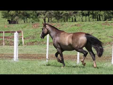 LOTE 24 VINGANÇA DE SANTA CINILDA