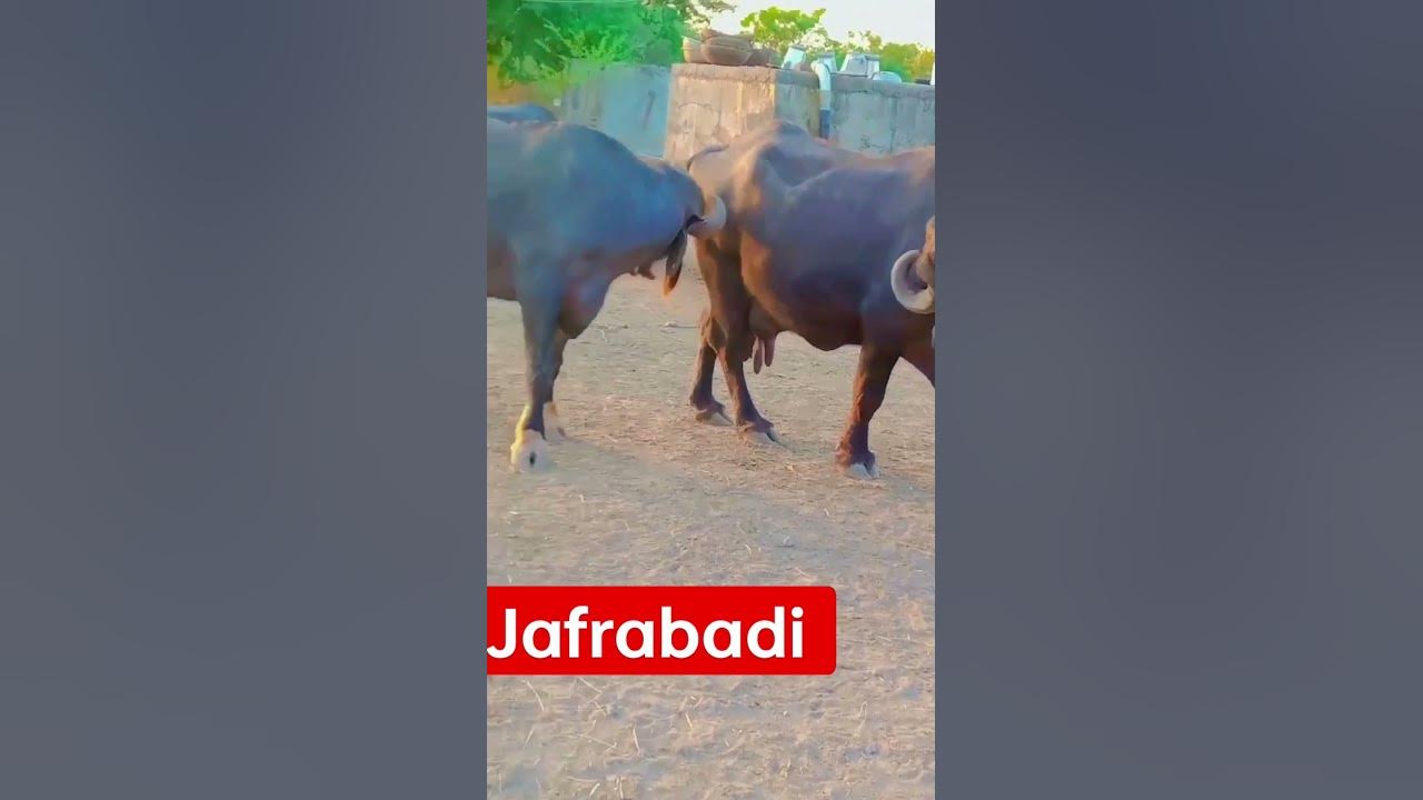 jafri - YouTube
