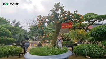 Mãn Nhãn Quất Cảnh Mọc Trên Thân Cây Cổ Thụ, Kiếm Tiền Tỷ Mỗi Năm | Báo Dân Việt