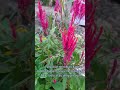 Red dwarf celosia  celosia plumosa  prince of wales feathers shorts celosia reddwarf feather