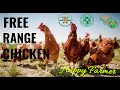 Seminar for free range chicken  natural chicken farming in the philippines