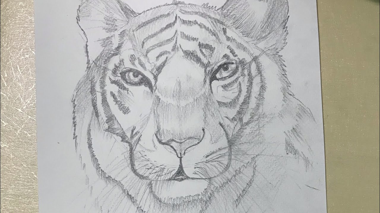 How to draw tiger Realistic tiger drawing/national animal of India - YouTube