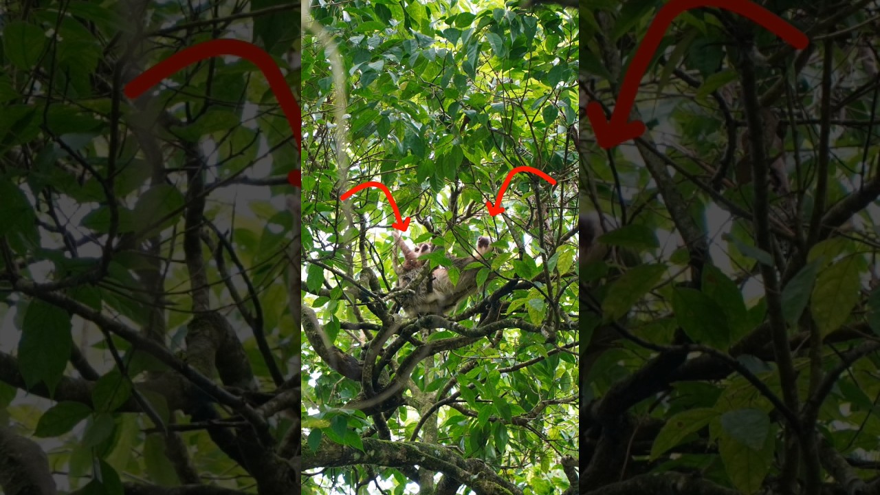 Spot the Sloth, Why you need a wildlife guide in Costa Rica 🇨🇷