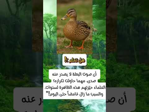 هل تعلم أن صوت البطة لا يصدر عنه صدى مهما حاولت تكراره