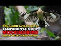 BURUNG LALAGE NIGRA DI AVIARY KITA INI MIRIP MOCKINGBIRD, BURUNG PALING CERDAS SEDUNIA, BEGINI..!!