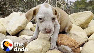 Puppy Who Couldn't Stop Shaking Loves Wrestling With A Cat | The Dodo Little But Fierce