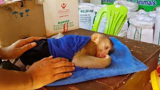 Mom Bring Monkey Koko To See Doctor For Checking His Health