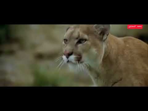 شريعة الغاب