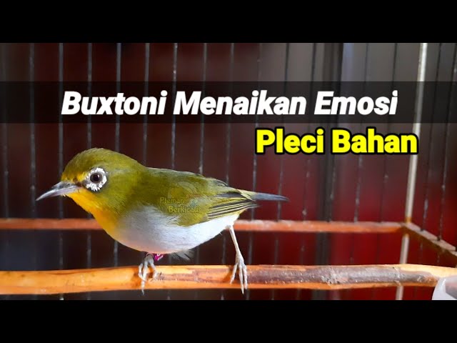 Buxtoni Menaikan Emosi Burung Pleci Bahan Agar Pleci Bustomi Gacor Cepat Bunyi (8/8/21) class=