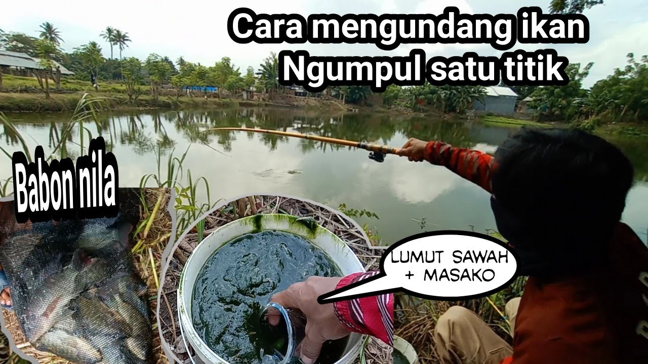 Cara mengumpulkan ikan nila dengan lumut sawah // umpan lumut jitu