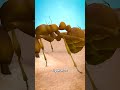 How An Ant Actually Stings you 😱 image