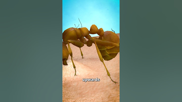 How An Ant Actually Stings you 😱
