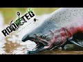 Addicted alaska 3  alaskan king salmon fishing full movie