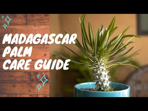 Video: Madagaskar Palms - Indoor care for Madagascar Palm Plants