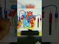 Human Heart working model for school science project exhibition @SubhamsArtCraftCreations