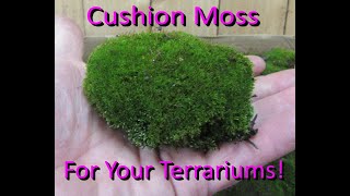 Living Moss - Sheet Moss Perfect for Terrariums and Bonsai by HetayC | Live  Arrival is Guaranteed