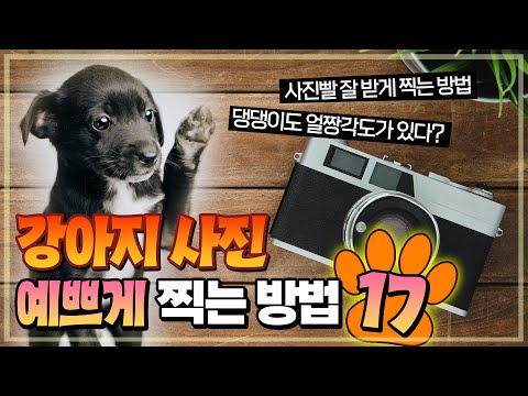 강아지 사진 잘 찍는 17가지 요령