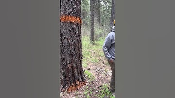 A true scientist telling us about different forest prescriptions. ​⁠@HealthyforestsOrg #saf #trees